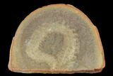 Worm (Astreptoscolex) Fossil (Pos/Neg) - Mazon Creek #113225-2